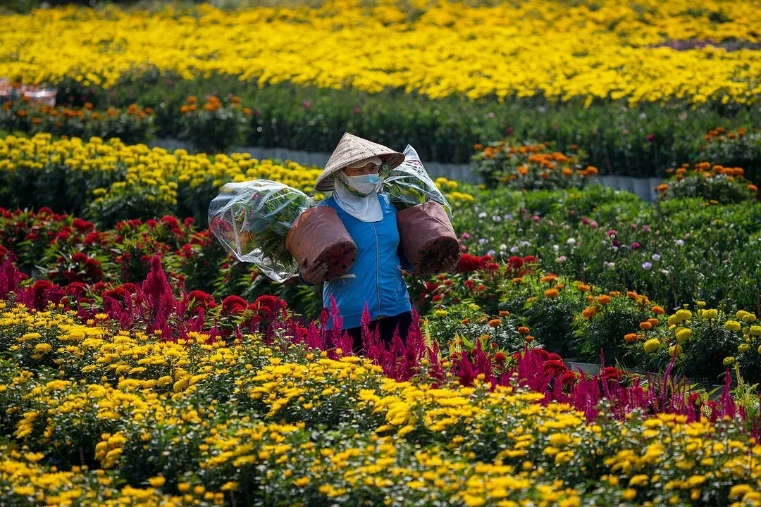 Làng hoa Tết 2026 Mỹ Phong.