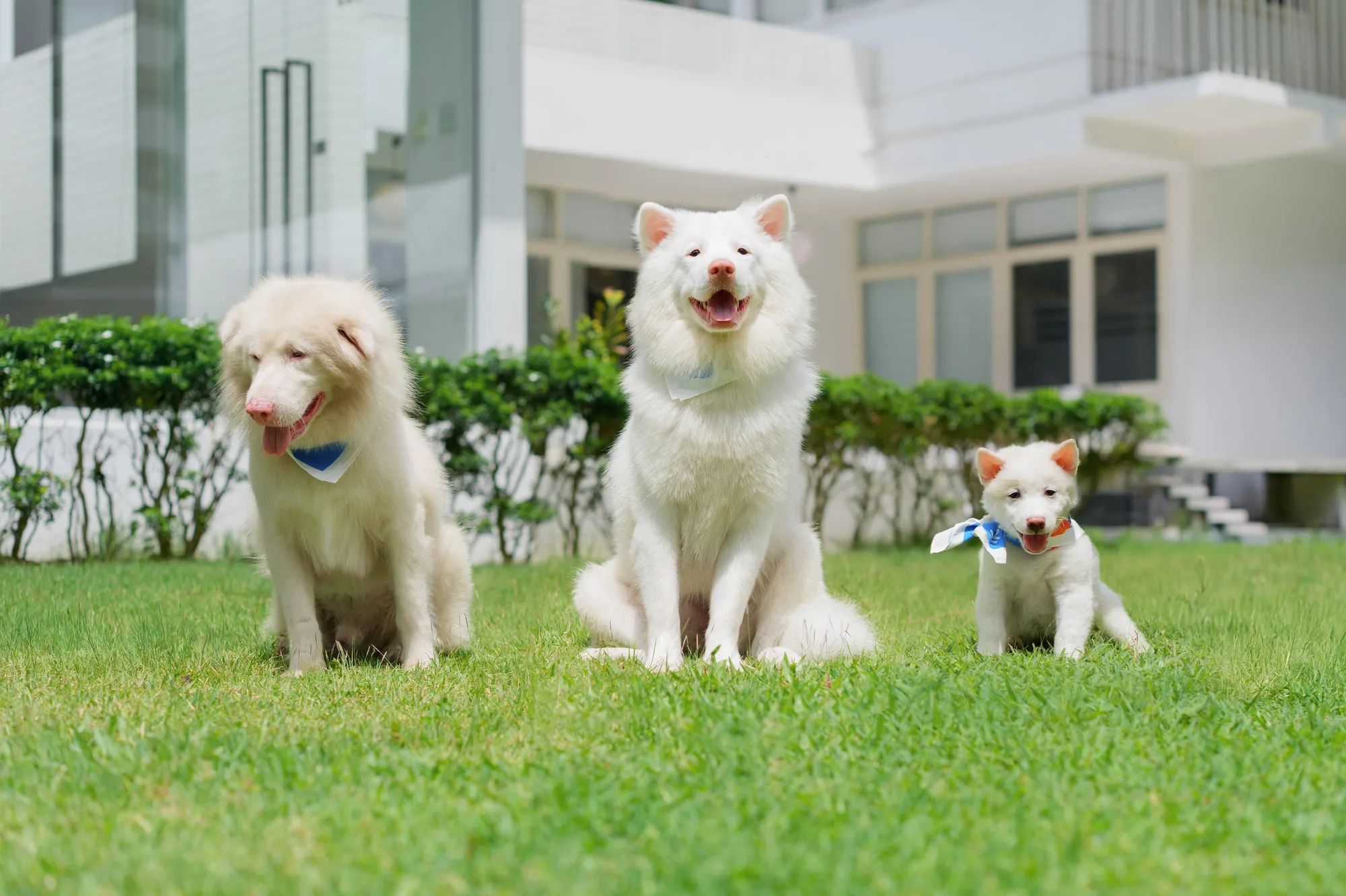 Phim Tạm Biệt Gohan kể về hành trình của những chú chó trung thành.