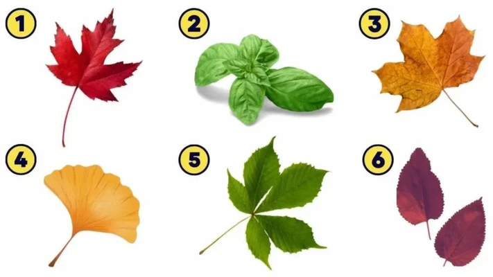 trắc nghiệm chiếc lá cây