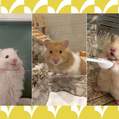 hamster dễ thương và vật dụng nuôi cần thiết cho hamster elle