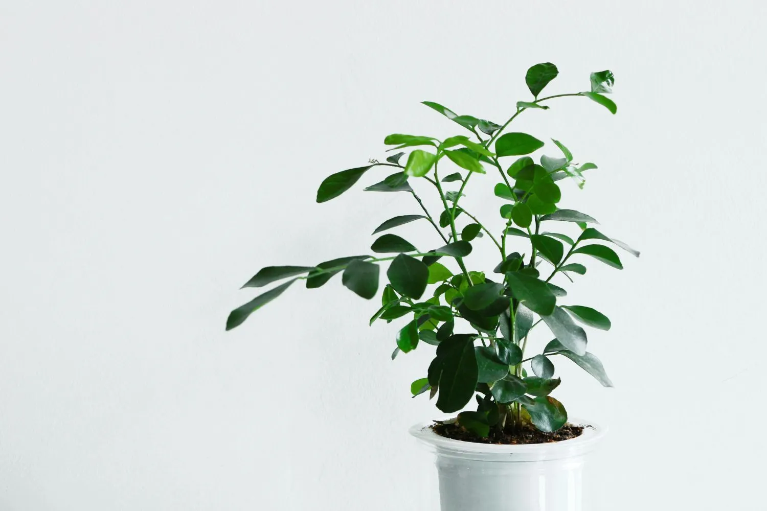 Cây Kim Tiền là lựa chọn lý tưởng để trang trí và đặt ở bệ cửa sổ.