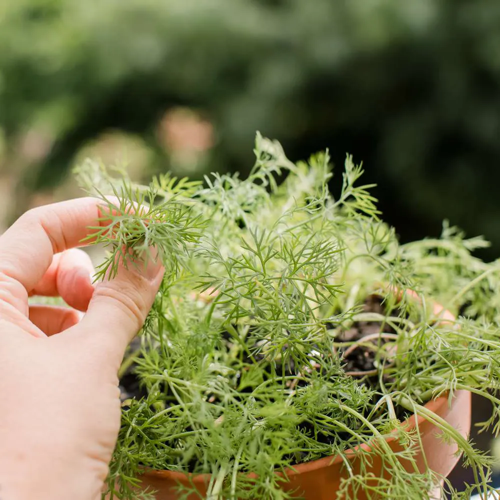 mẹo trồng cây thì là