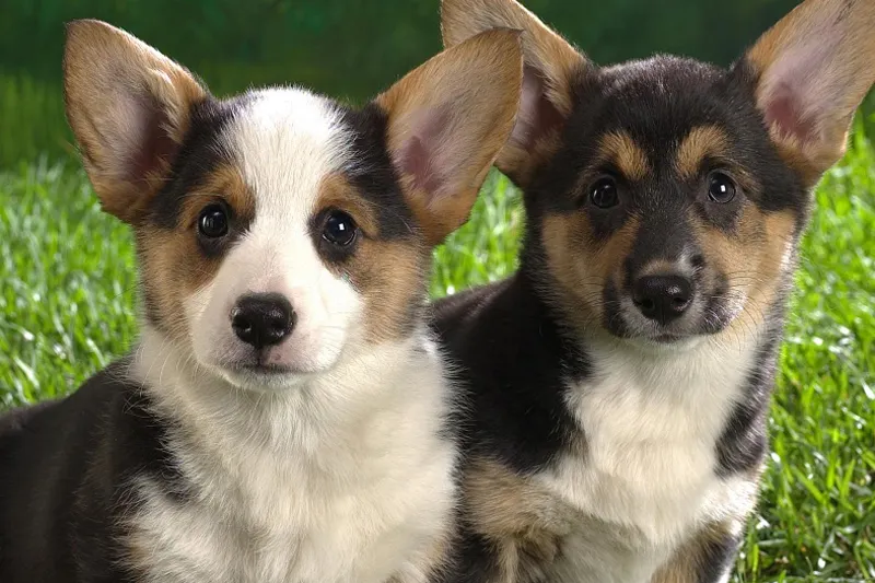 12 con giáp - tuất - elle vietnam