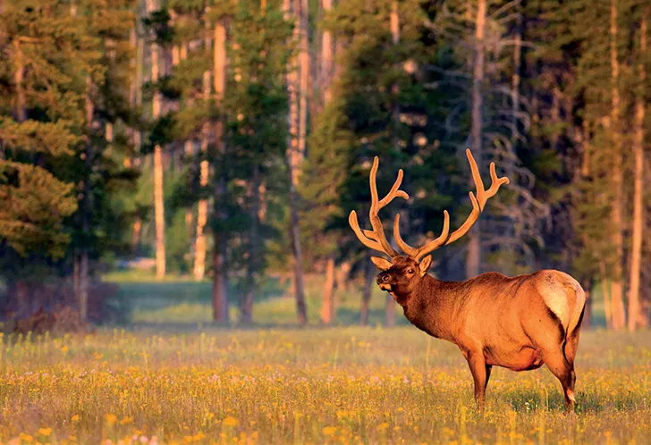 Ghé thăm rừng quốc gia đầu tiên trên thế giới - Yellowstone 