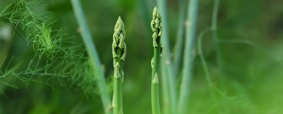 rau hoàng đế tự nhiên