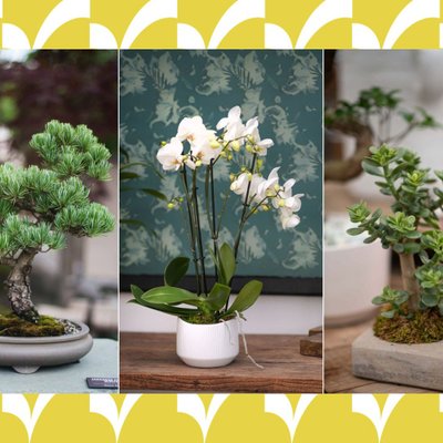 cây phong thủy tết may mắn