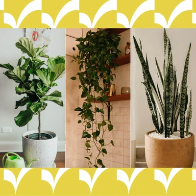cây phong thủy may mắn cho không gian sống