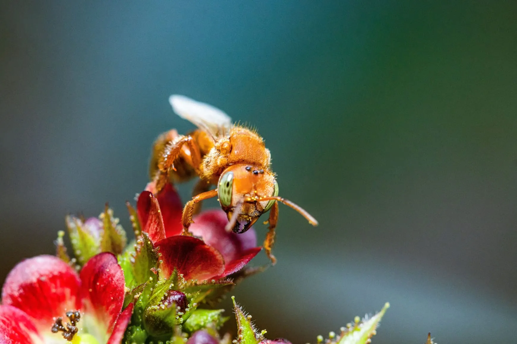 Nghiên cứu mang tính đổi mới của Rosa Vásquez Espinoza, chỉ ra mối liên hệ giữa nạn phá rừng tại Amazon và sự suy giảm của loài ong không ngòi, đã đóng góp đáng kể vào một vụ kiện mang tính bước ngoặt.