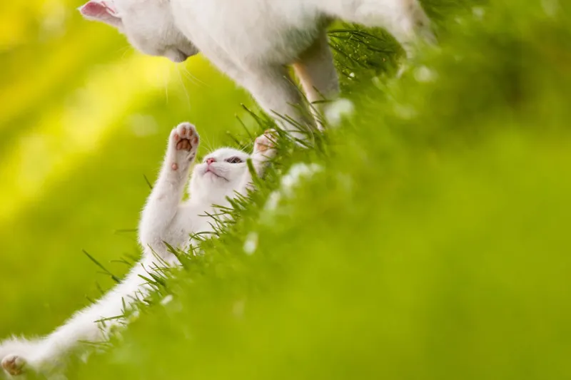 12 con giáp - mẹo - elle vietnam