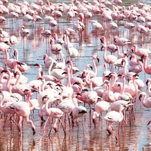 Du lịch Namibia – Tiếng gọi nơi hoang dã