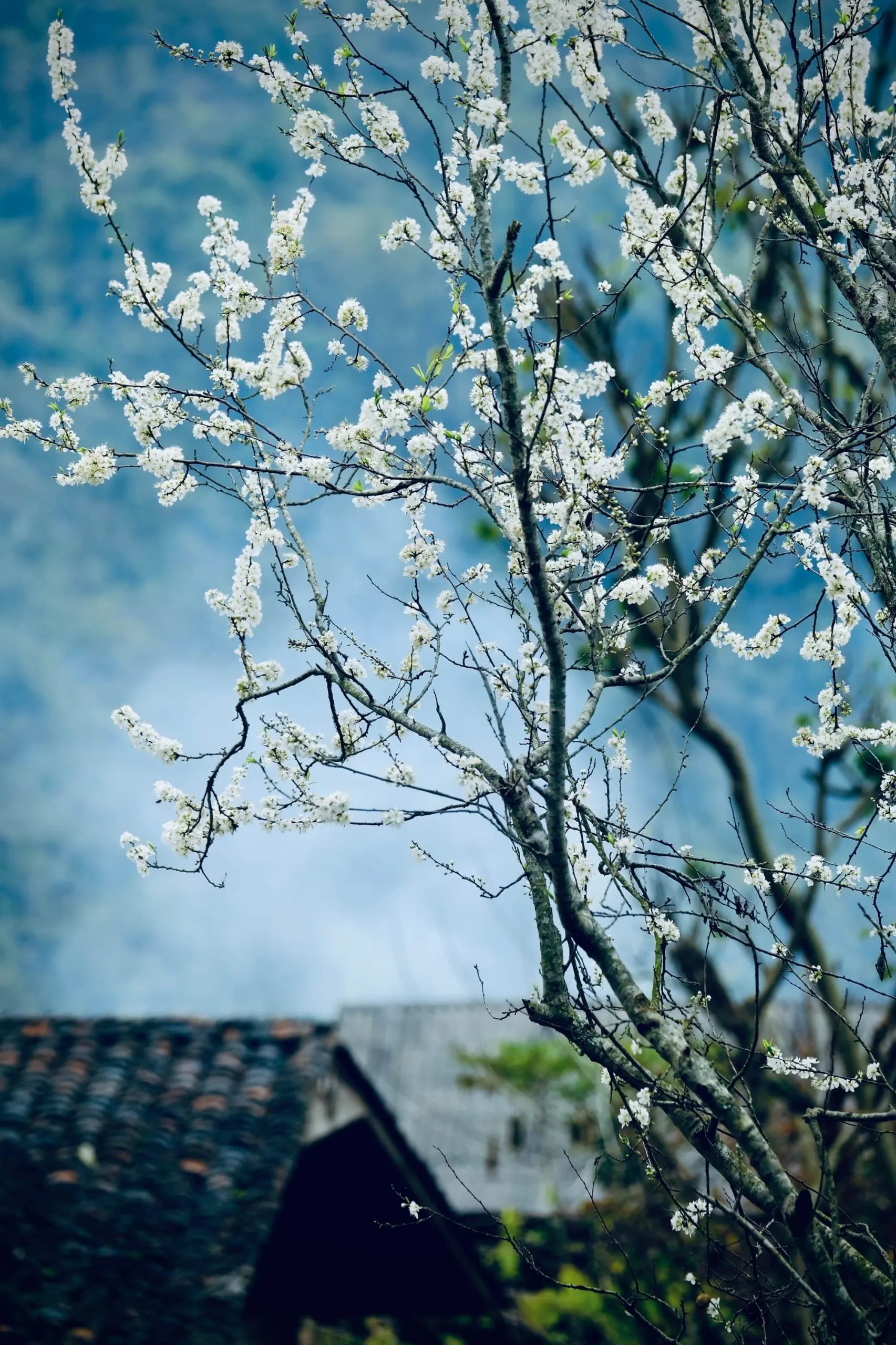 Vẻ đẹp mùa xuân ở Dinh thự họ Vương - Hà Giang.