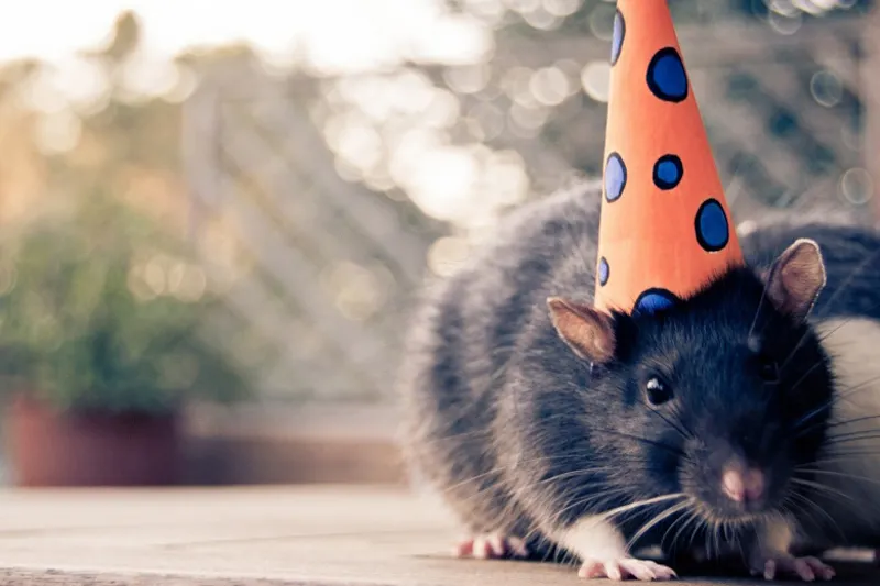 12 con giáp - tí - elle vietnam