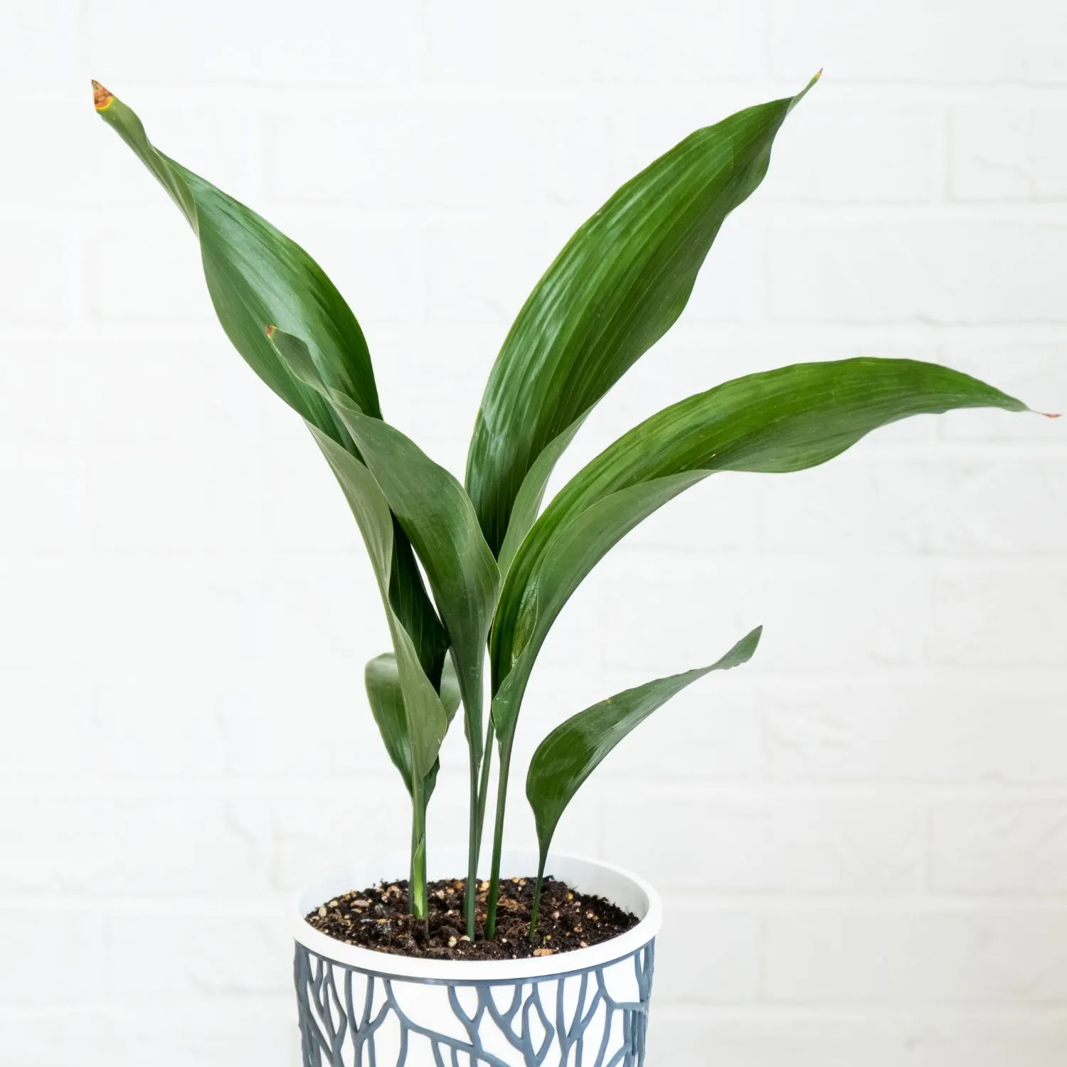 Cây Aspidistra Elatior phù hợp với cung Thiên Yết