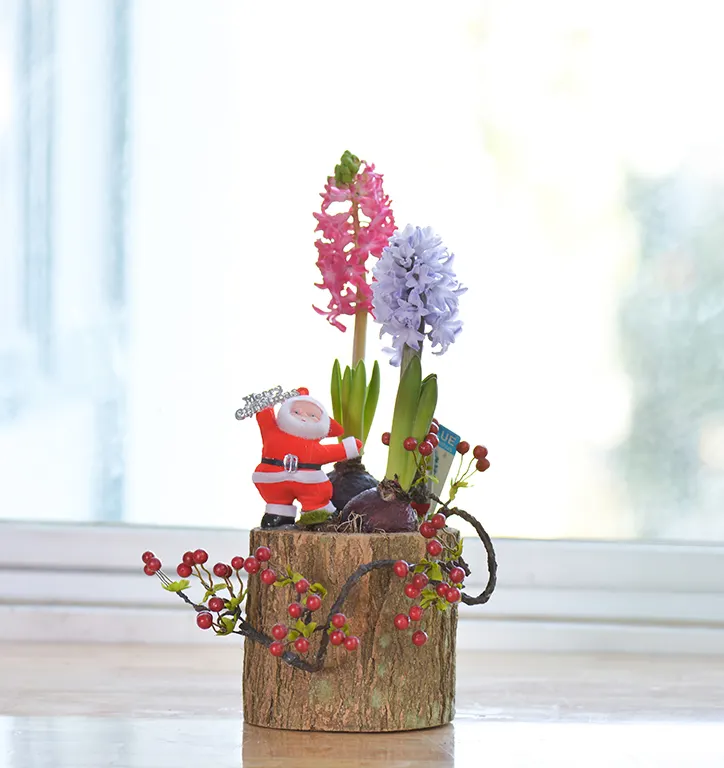 Giáng sinh ấm áp cùng sắc hoa Dalat Hasfarm - 02
