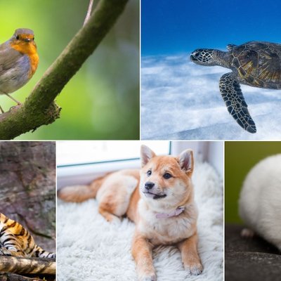 trắc nghiệm hình ảnh động vật