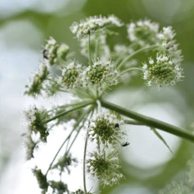 Đương quy là gì