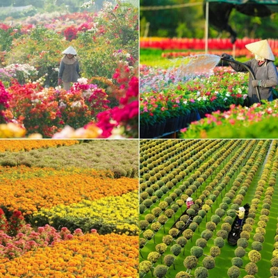 7 làng hoa Tết Tây Nam Bộ 2026.