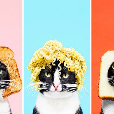 Gặp gỡ công chúa mèo Cheeto được yêu thích trên cộng đồng mạng