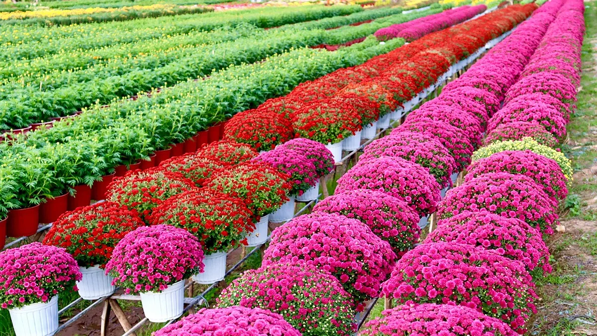 Làng hoa Tết 2026 An Thạnh.