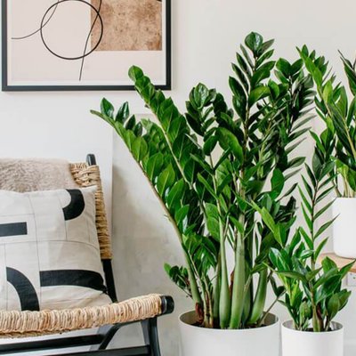 cây trồng cần ít ánh sáng tự nhiên