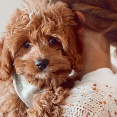 Bài học cuộc sống từ chú cún con unsplash paige cody