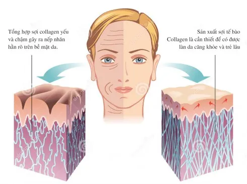 Tác dụng của collagen lên da