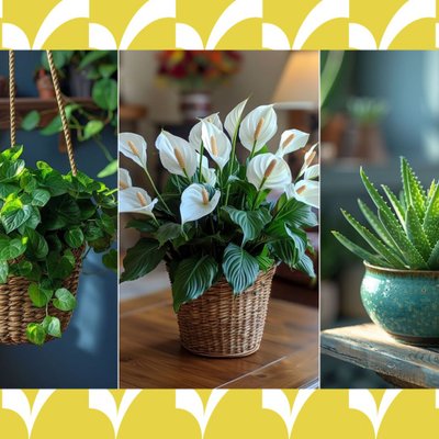 những loài cây may mắn cho 12 cung hoàng đạo