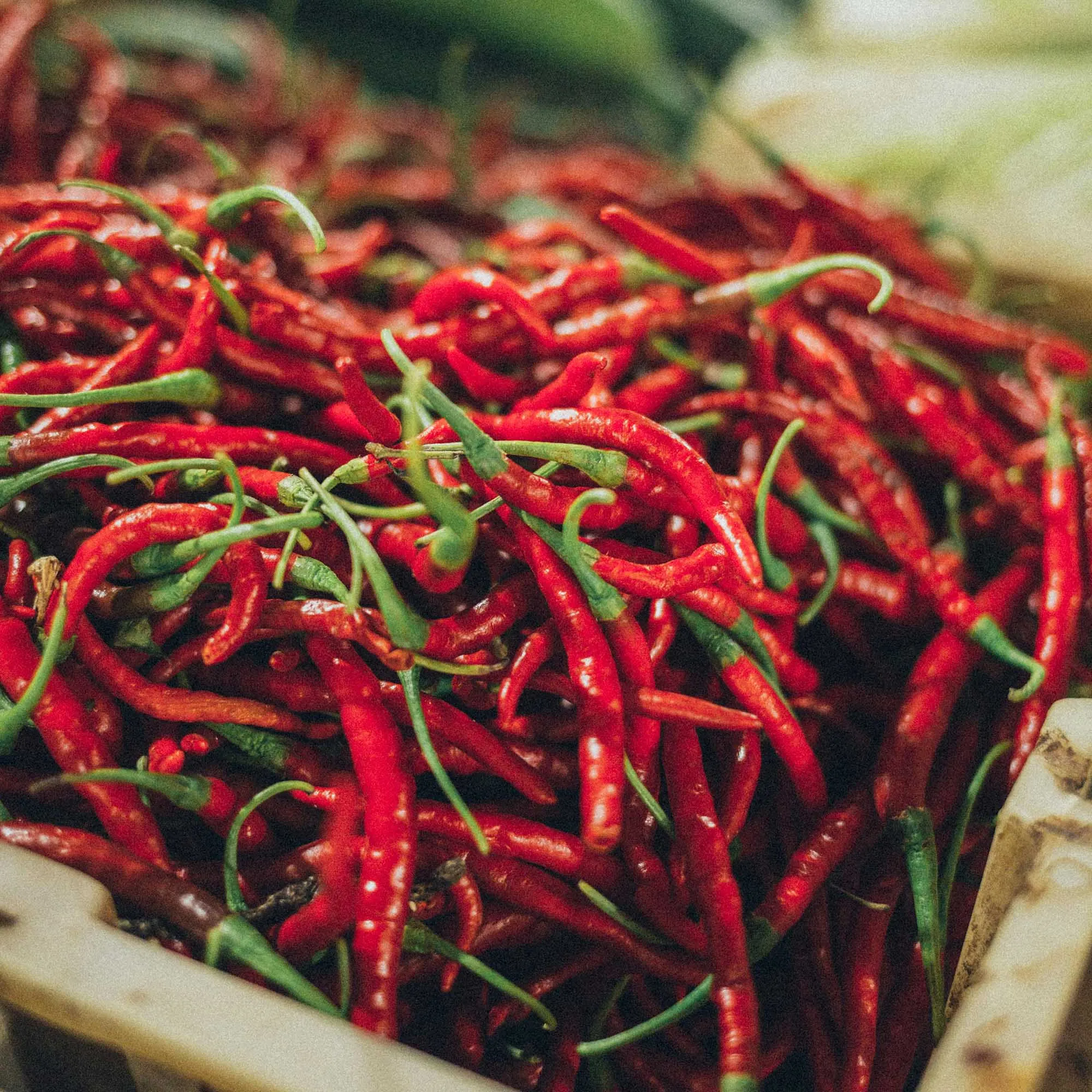 ớt phương thuốc đơn giản giảm đau nhức