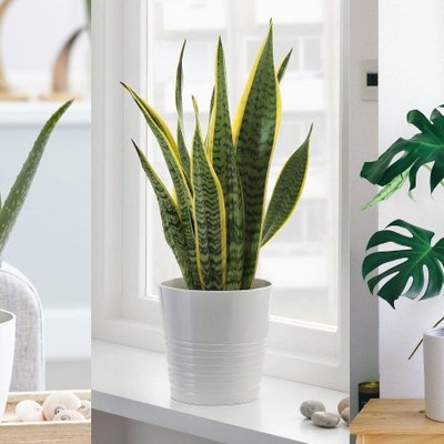 cây trồng trong nhà dễ chăm sóc