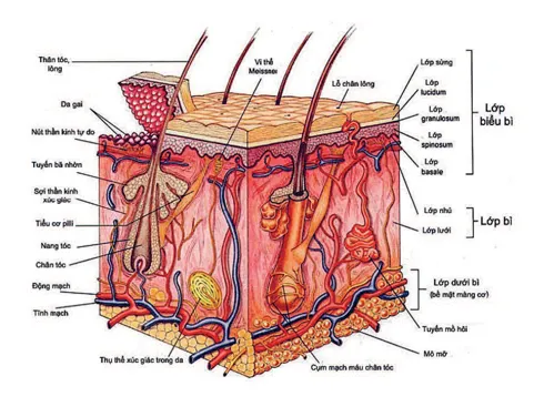 cellulite1