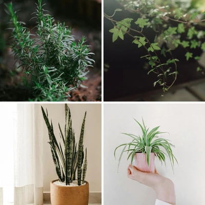 cây giảm căng thẳng
