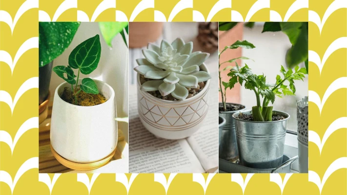 gợi ý chậu cây phù hợp từng loại cây trồng