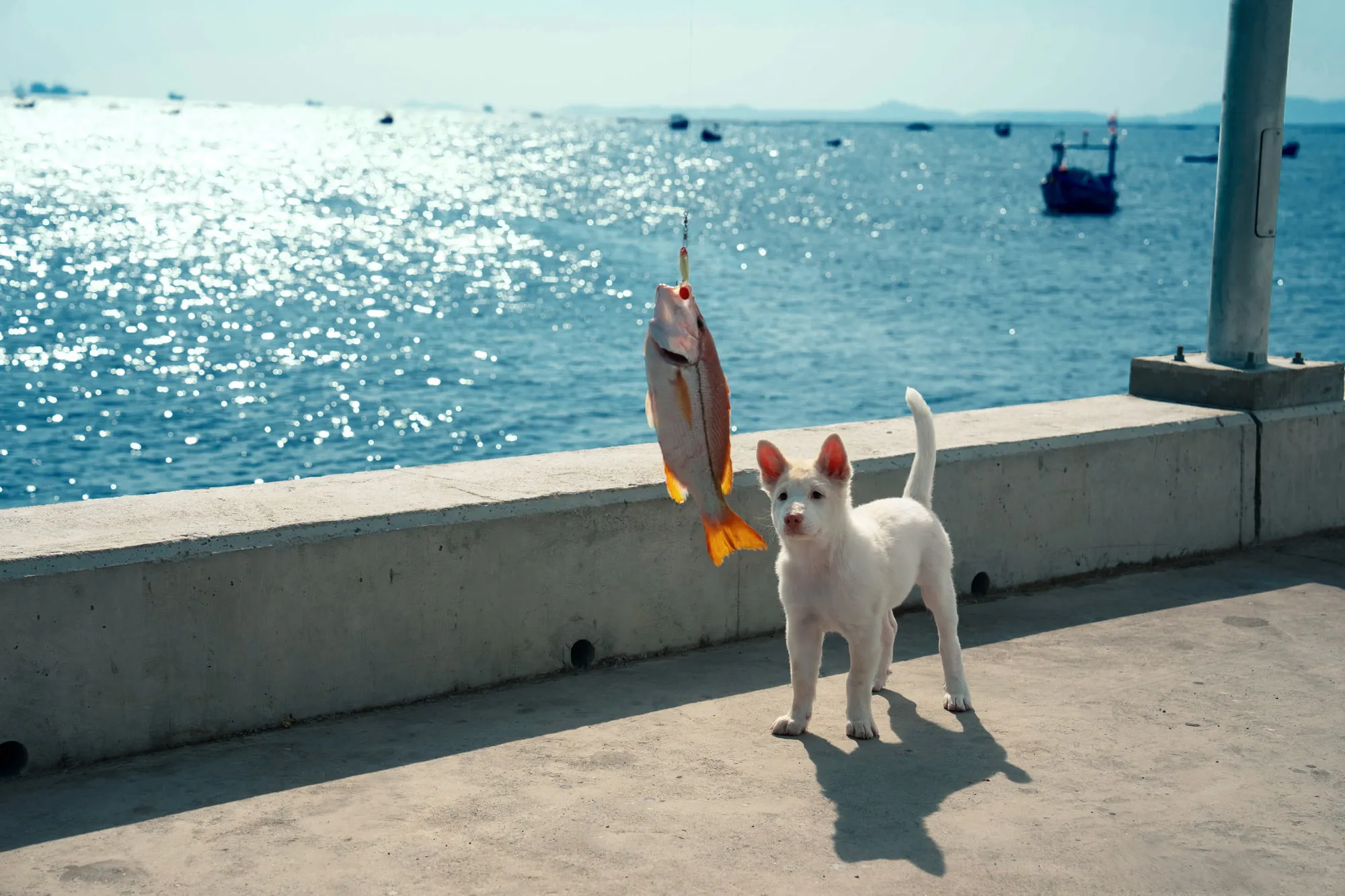 Phim Tạm Biệt Gohan với nhân vật trung tâm là chú chó Gohan.