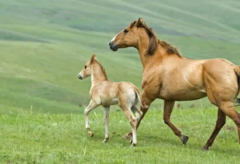 Người tuổi Ngọ.