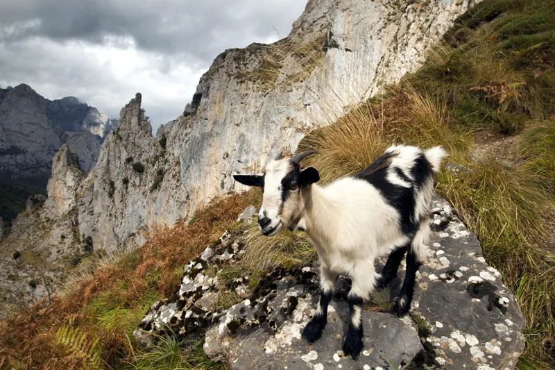 12 con giáp - mùi - elle vietnam