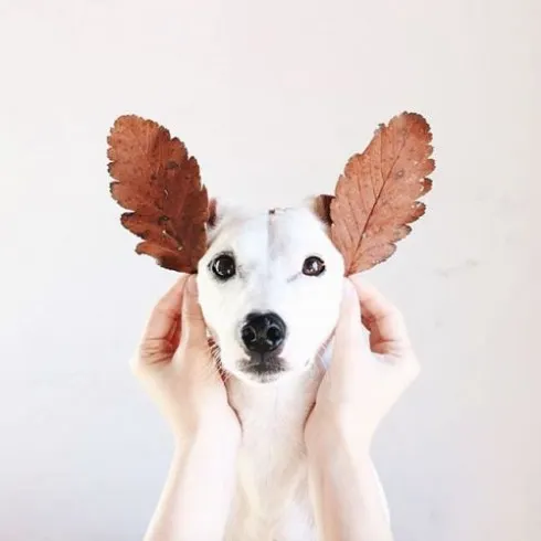 Trắc nghiệm tính cách từ vật nuôi yêu thích: chó