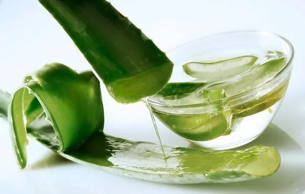 Không chỉ là nguyên liệu làm đẹp cho da mặt, lô hội còn được biết đến như một chất chăm sóc tóc bóng khỏe, hạn chế gãy rụng