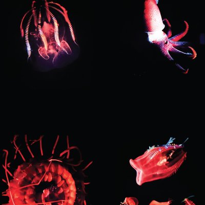 trien lam sinh vat bien the deep