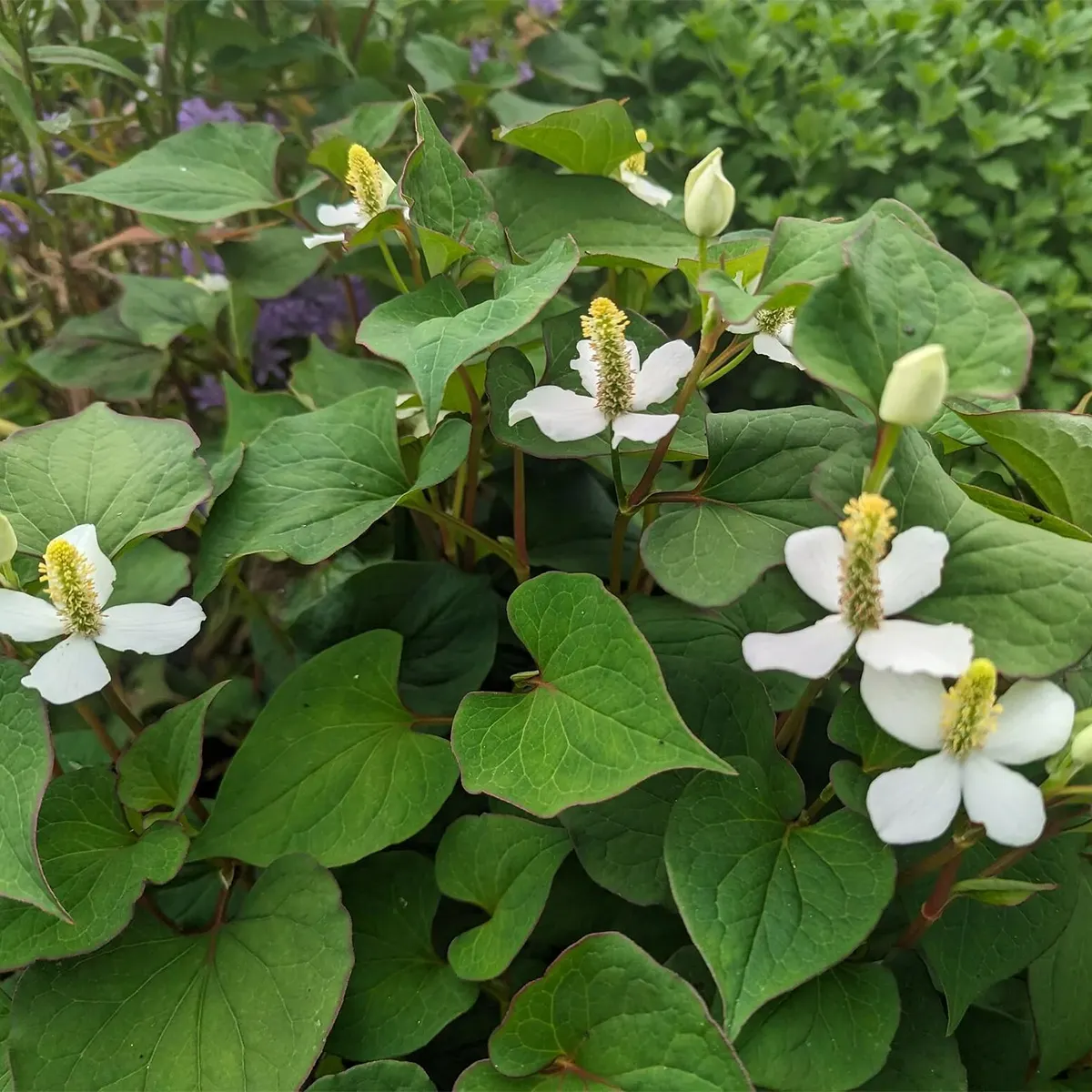 rau diếp cá nơi sân vườn