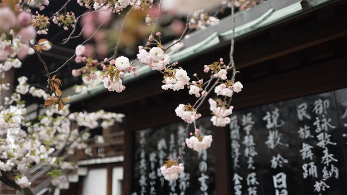 triết lý sống ichigo ichie của người Nhật