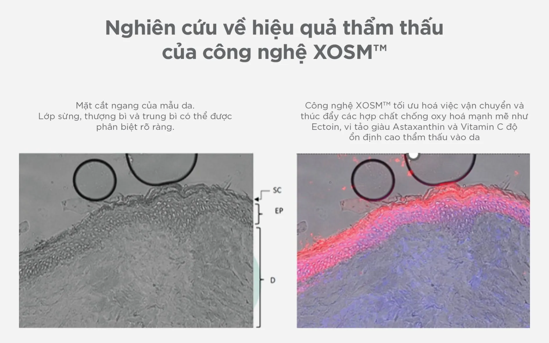Hình ảnh nghiên cứu thí nghiệm về hiệu quả thẩm thấu của công nghệ XOSM™: tăng cường vận chuyển các hoạt chất như Astaxanthin, Ectoin và Vitamin C vào sâu bên trong da.