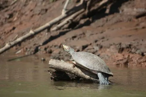 Du lịch Amazon Bàn tay che chở 12