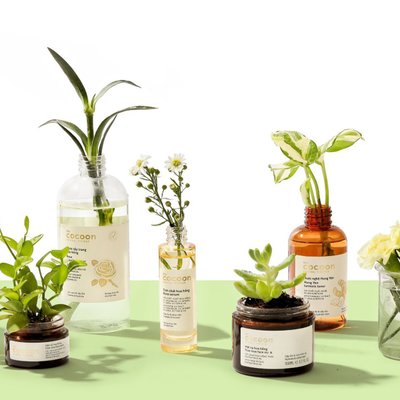Cocoon dùng vỏ hộp cũ để trồng cây