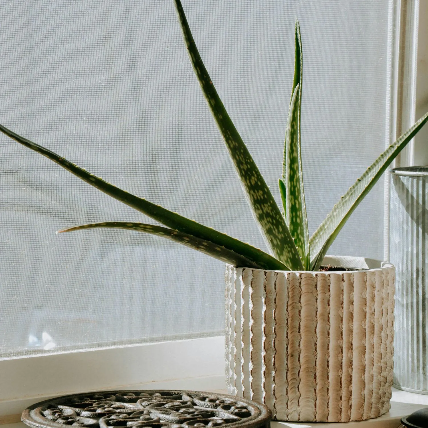 Nha đam là một trong những lựa chọn lý tưởng cho những bệ cửa sổ ngập tràn ánh nắng.