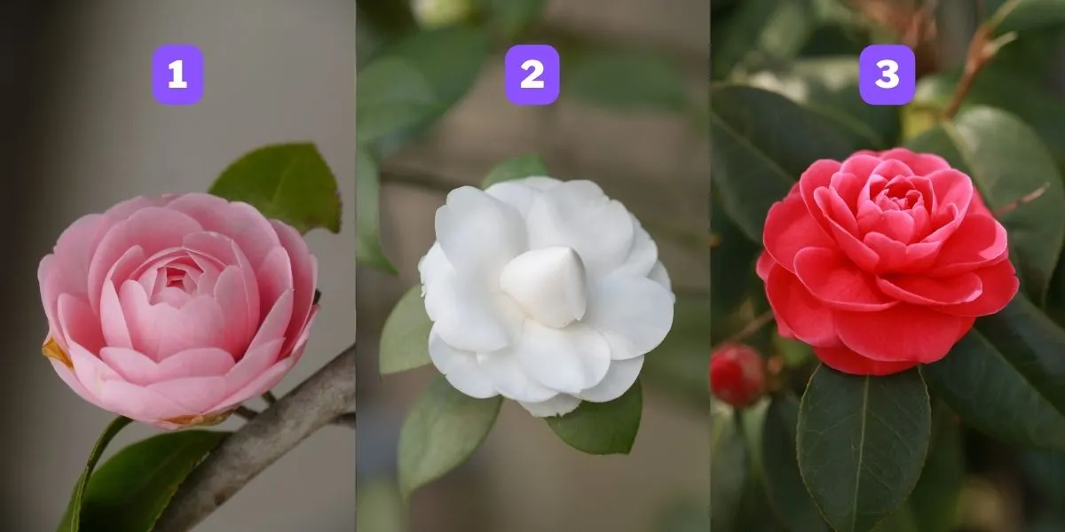 trắc nghiệm tâm lý hoa trà 