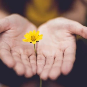 bàn tay hứng lấy bông hoa vàng