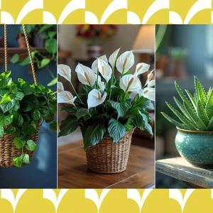 những loài cây may mắn cho 12 cung hoàng đạo