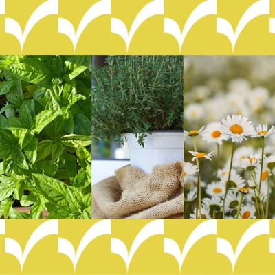 các loại thảo mộc dễ chăm ngay tại nhà