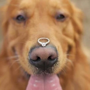 Những hình ảnh đẹp về tình yêu và khoảnh khắc cầu hôn đáng nhớ