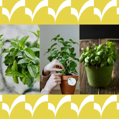 Cây trồng thích hợp cho ban công